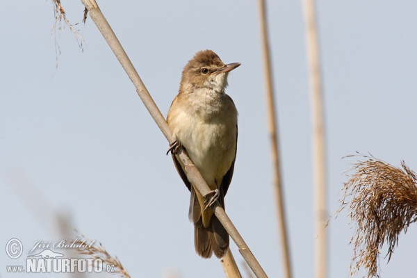 Rákosník velký (Acrocephalus arundinaceus)