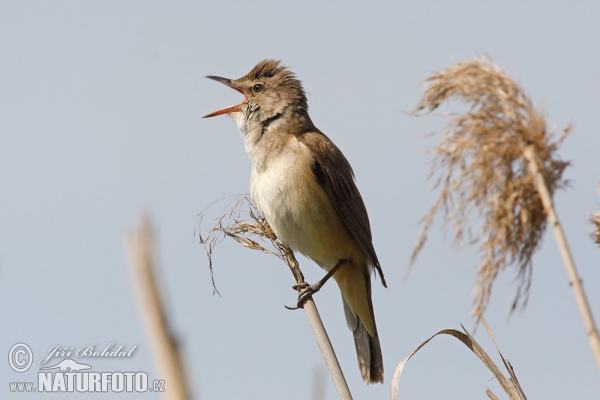 Rákosník velký (Acrocephalus arundinaceus)