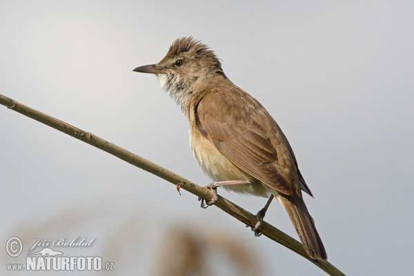 Rákosník velký (Acrocephalus arundinaceus)