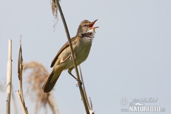 Rákosník velký (Acrocephalus arundinaceus)