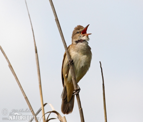 Rákosník velký (Acrocephalus arundinaceus)