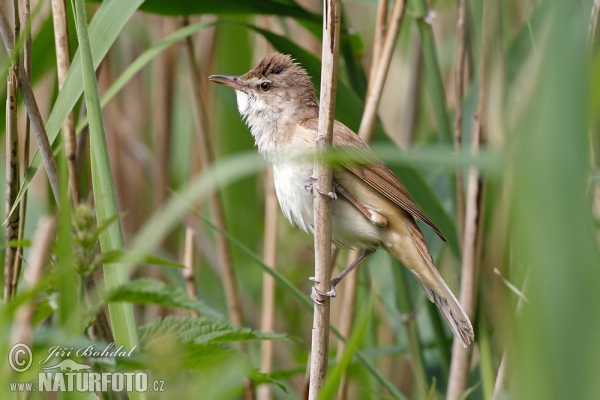 Rákosník velký (Acrocephalus arundinaceus)