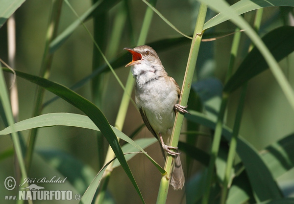 Rákosník velký (Acrocephalus arundinaceus)