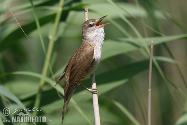 Rákosník velký (Acrocephalus arundinaceus)