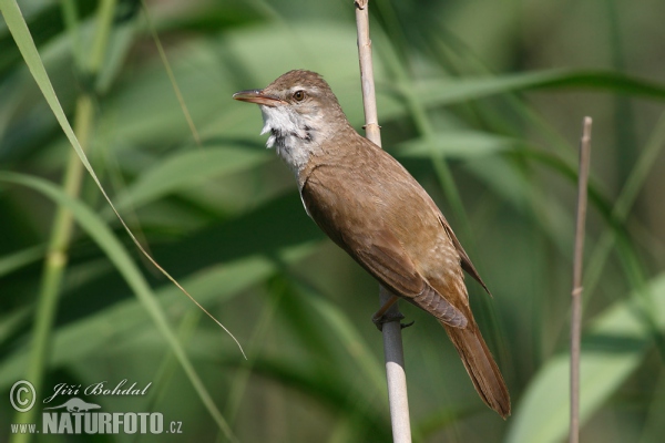 Rákosník velký (Acrocephalus arundinaceus)