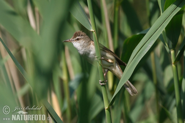 Rákosník velký (Acrocephalus arundinaceus)