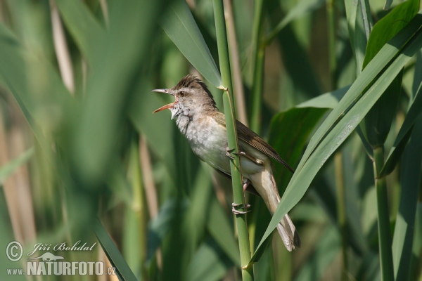 Rákosník velký (Acrocephalus arundinaceus)