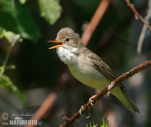 Rákosník zpěvný (Acrocephalus palustris)