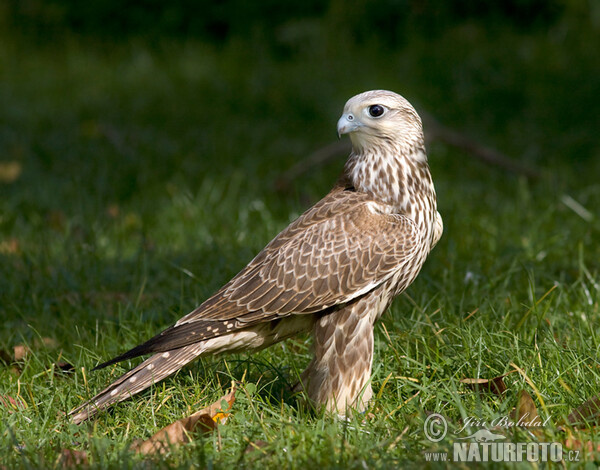 Raroh velký (Falco cherrug)