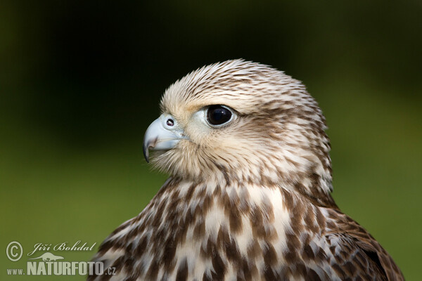 Raroh velký (Falco cherrug)