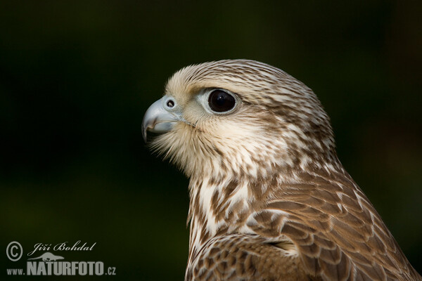 Raroh velký (Falco cherrug)