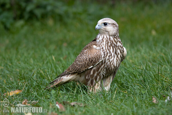 Raroh velký (Falco cherrug)