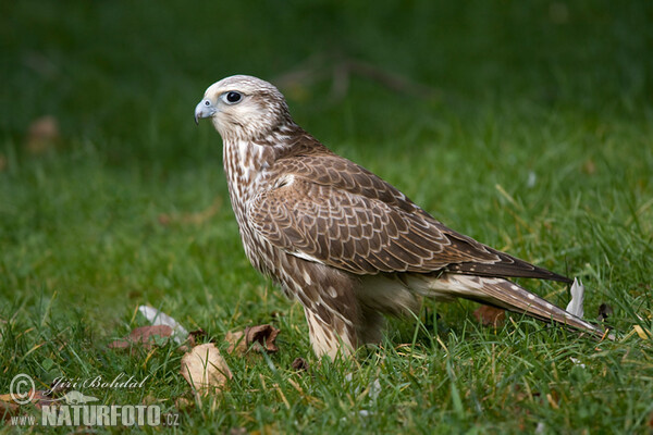 Raroh velký (Falco cherrug)