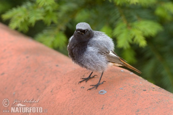 Rehek domácí (Phoenicurus ochruros)