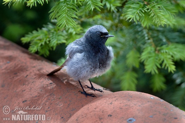 Rehek domácí (Phoenicurus ochruros)