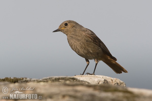 Rehek domácí (Phoenicurus ochruros)