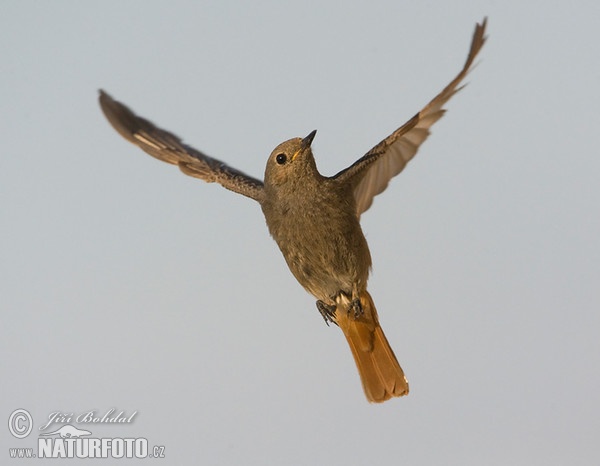 Rehek domácí (Phoenicurus ochruros)