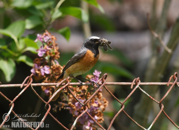 Rehek zahradní (Phoenicurus phoenicurus)