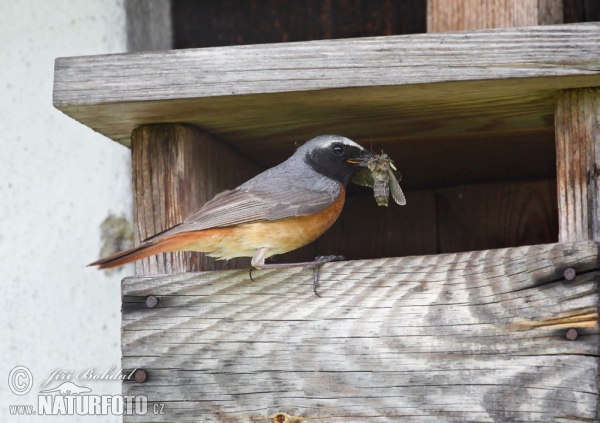 Rehek zahradní (Phoenicurus phoenicurus)