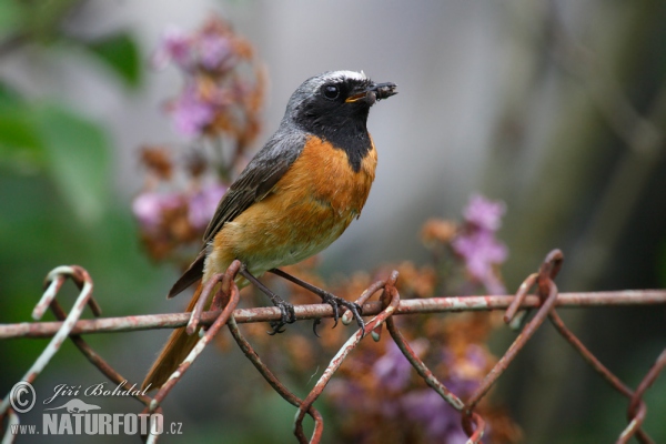 Rehek zahradní (Phoenicurus phoenicurus)