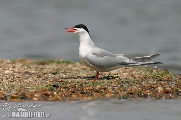 Rybák obecný (Sterna hirundo)