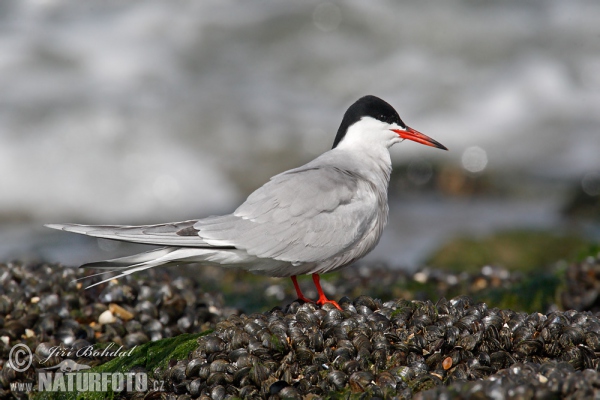 Rybák obecný (Sterna hirundo)