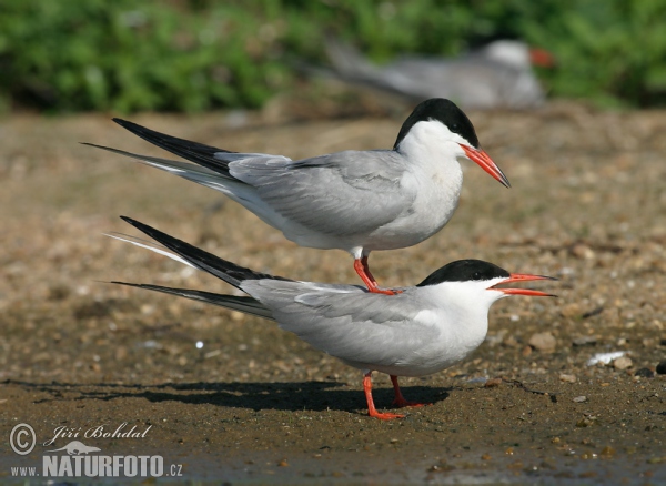 Rybák obecný (Sterna hirundo)