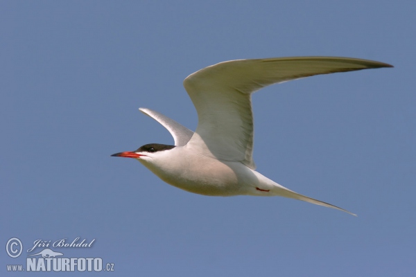 Rybák obecný (Sterna hirundo)