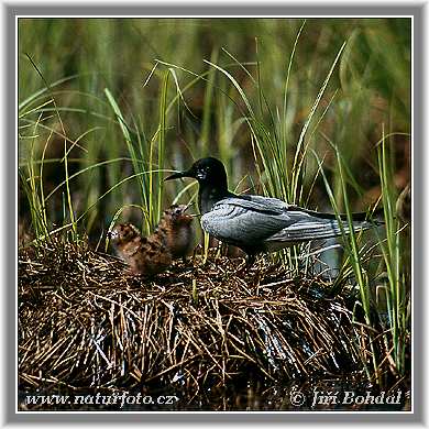 Rybár čorík čierny (Chlidonias niger)