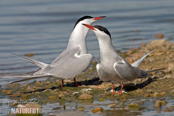 Rybár riečny (Sterna hirundo)