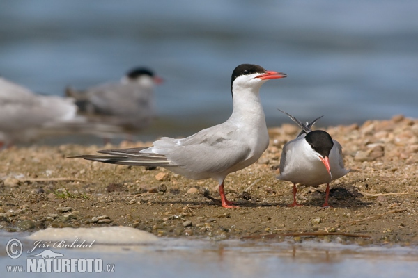 Rybár riečny (Sterna hirundo)