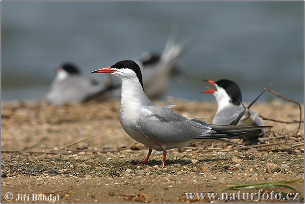 Rybár riečny (Sterna hirundo)