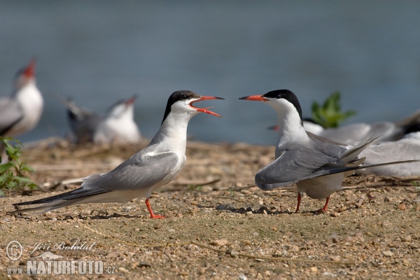 Rybár riečny (Sterna hirundo)