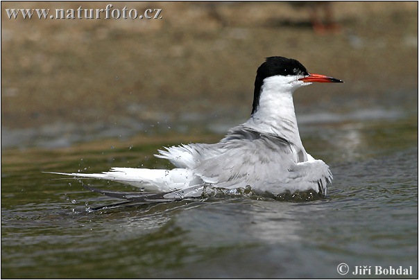 Rybár riečny (Sterna hirundo)