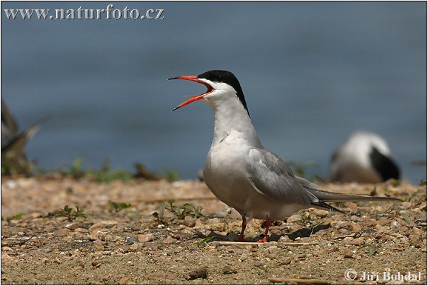 Rybár riečny (Sterna hirundo)