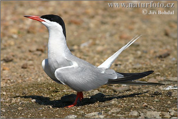 Rybár riečny (Sterna hirundo)