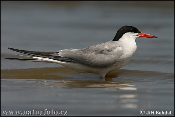 Rybár riečny (Sterna hirundo)