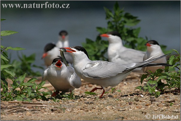 Rybár riečny (Sterna hirundo)