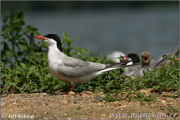 Rybár riečny (Sterna hirundo)