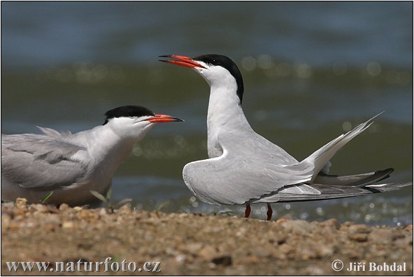 Rybár riečny (Sterna hirundo)