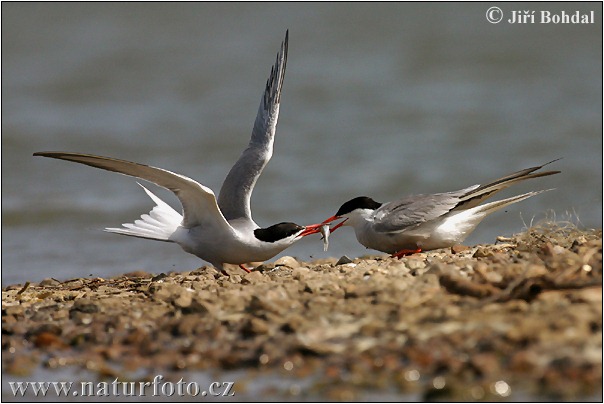 Rybár riečny (Sterna hirundo)