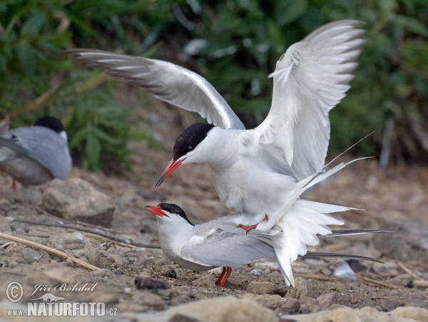 Rybár riečny (Sterna hirundo)