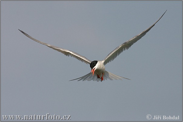 Rybár riečny (Sterna hirundo)