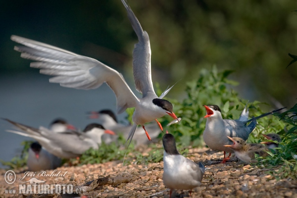 Rybár riečny (Sterna hirundo)