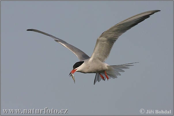 Rybár riečny (Sterna hirundo)