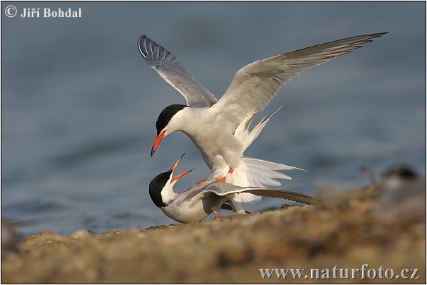 Rybár riečny (Sterna hirundo)