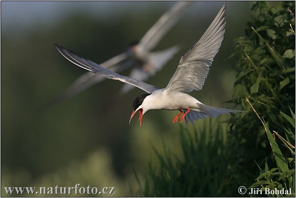 Rybár riečny (Sterna hirundo)