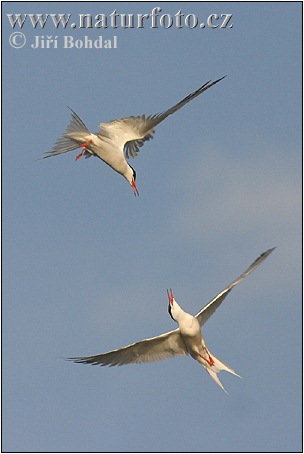 Rybár riečny (Sterna hirundo)