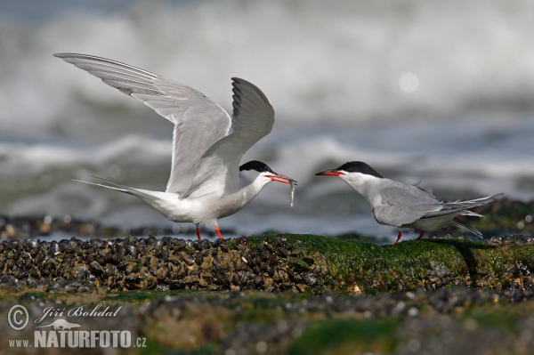 Rybár riečny (Sterna hirundo)