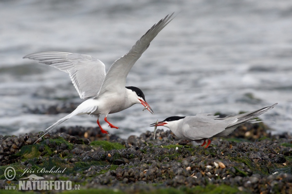 Rybár riečny (Sterna hirundo)